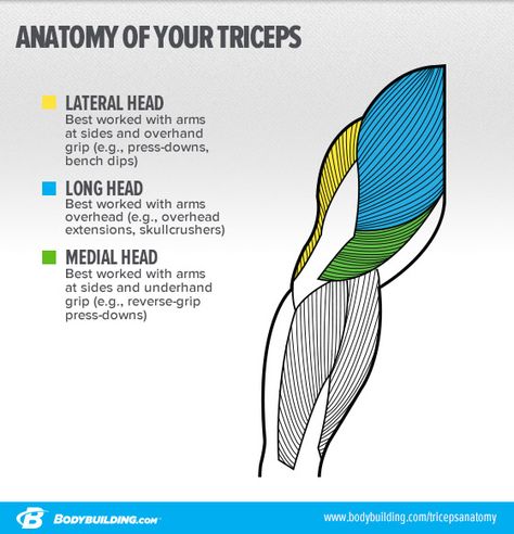 Workout Anatomy, Body Muscle Anatomy, Strength Training Anatomy, Bigger Arms, Muscle Anatomy, Medical Anatomy, Popular Workouts, Body Anatomy, Triceps Workout