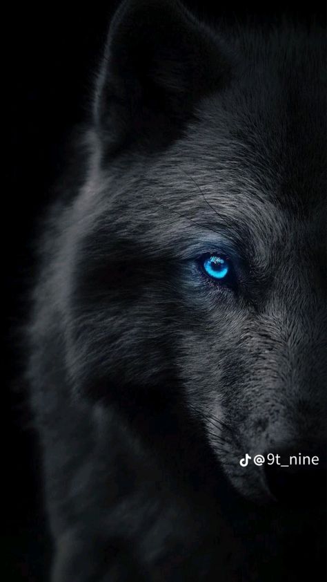 Iphone Wallpaper Wolf, Wolf With Blue Eyes, Werewolf Aesthetic, Fesyen Islam, Wolf Background, Hd Dark Wallpapers, Black Wallpaper Iphone Dark, Alpha Wolf, Wolf Photos