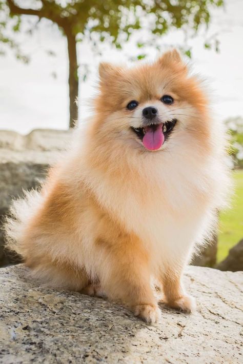 Pomeranian Miniature Dog Breeds, Pom Dog, Miniature Dog, Toy Dog Breeds, Cute Pomeranian, Super Cute Puppies, 강아지 그림, Miniature Dogs, Pomeranian Dog