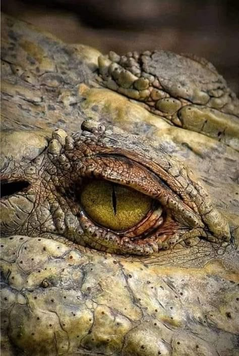 Crocodile Reference Photo, Crocodile Photo, Crocodile Front View, Reptile Eyes, Crocodile Pictures, Crocodile From Above, Crocodile Eyes, Crocodile Close Up, Alligator Tattoo