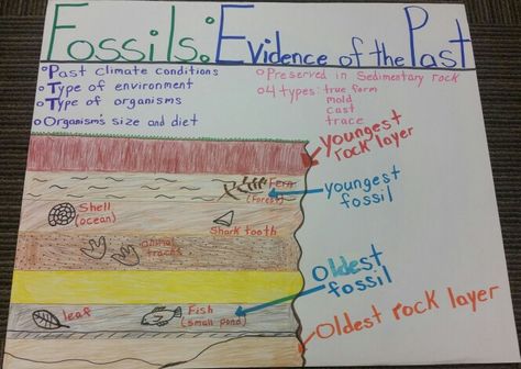 Fossils: Evidence of the Past Anchor Chart Layers Of Rock Earth Science, Fossils Anchor Chart 3rd Grade, Fossil Anchor Chart 3rd Grade, Rock Layers And Fossils, Fossil Lessons 3rd Grade, Sedimentary Rock Anchor Chart, Fossils Anchor Chart, Fossil Poster, Fossil Layers