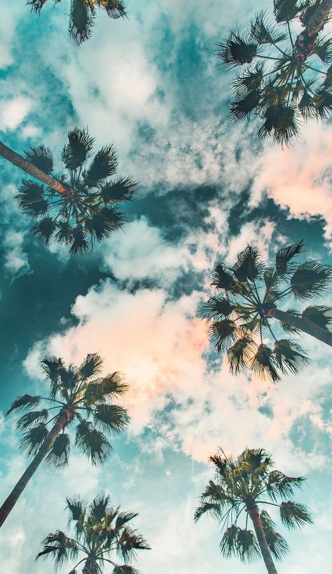 Palm Trees and Cloudy Sky Wallpaper Cloudy Sky Wallpaper, Taustakuva Iphone Disney, Beach Wall Collage, Beautiful Summer Wallpaper, Palm Trees Wallpaper, Trees Wallpaper, Matka Natura, Cute Summer Wallpapers, Wallpaper Iphone Summer