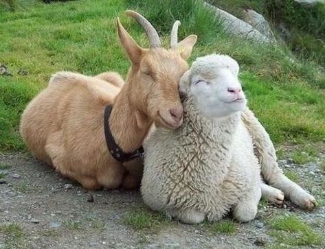 And sometimes a goat and a sheep like to show how much they care. | Animals That Have Found Their Other Half Happy Funny, A Goat, Animals Friendship, Happy Animals, Sweet Animals, Animal Photo, 귀여운 동물, Animals Friends, Beautiful Creatures