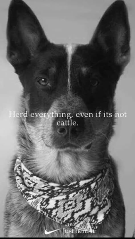 Queensland Heeler, Aussie Cattle Dog, Dog Boarding Facility, Austrailian Cattle Dog, Cattle Dogs Rule, Heeler Dogs, Heeler Puppies, Blue Heeler Dogs, Blue Heelers