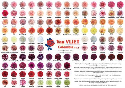 Carnation Color Meaning, Carnations Colors, Caramel Carnation Flower, Carnation Varieties, Carnation Flower Purple, Carnation Colors, Antique Carnation Varieties, Rose Meaning, Flower Chart