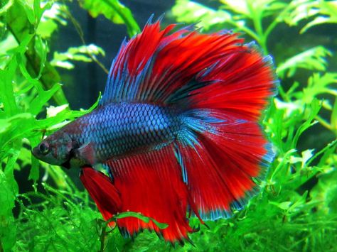 Red Betta Fish, Ikan Air Tawar, Betta Fish Types, Tropical Fish Tanks, Betta Fish Care, Fishing For Beginners, Betta Fish Tank, Beta Fish, Freshwater Aquarium Fish