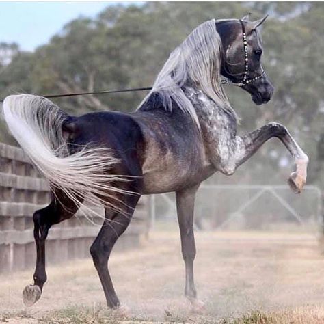 Arabic Horse, Largest Horse Breed, Funny Horse Pictures, Horse Reining, Horse Coat Colors, Reining Horses, Arabian Stallions, Horse Inspiration, Beautiful Arabian Horses