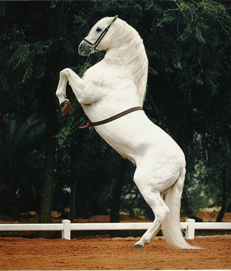 Dressage Movements, Iberian Horse, Classical Dressage, Lippizaner, The Ground, Pony Breeds, Andalusian Horse, Majestic Horse, All The Pretty Horses