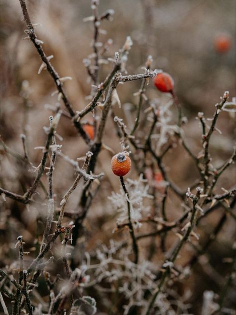 Winter! It’s the time of year when we find out how prepared we really are once the snow starts falling. Hormonal Health, Grass Background, Forest Plants, Fruits Images, Autumn Magic, Winter Images, Plant Wallpaper, Healing Modalities, Forest Wallpaper