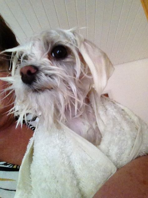 Wet Wet Dog Funny, Wet Animals, Wet Dogs, Rat Dog, Wet Dog, Dog Funny, Dog Face, Wet Hair, Dexter