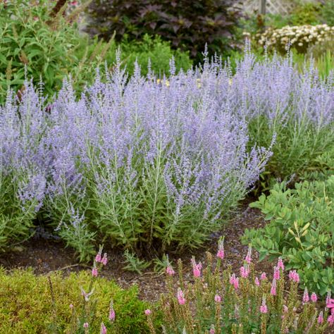 Perovskia Blue Jean Baby Russian Sage Perovskia Atriplicifolia, Trout Lily, Virginia Bluebells, Russian Sage, Spring Hill Nursery, Lady's Mantle, Sun Perennials, Perennial Shrubs, Shade Perennials