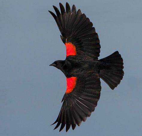 Red-winged Blackbird - Ben Knoot Blackbird Art, Red Bird Tattoos, Red Wing Blackbird, Black Bird Tattoo, Bird Identification, Kinds Of Birds, Backyard Birds, Birds Tattoo, Pretty Birds