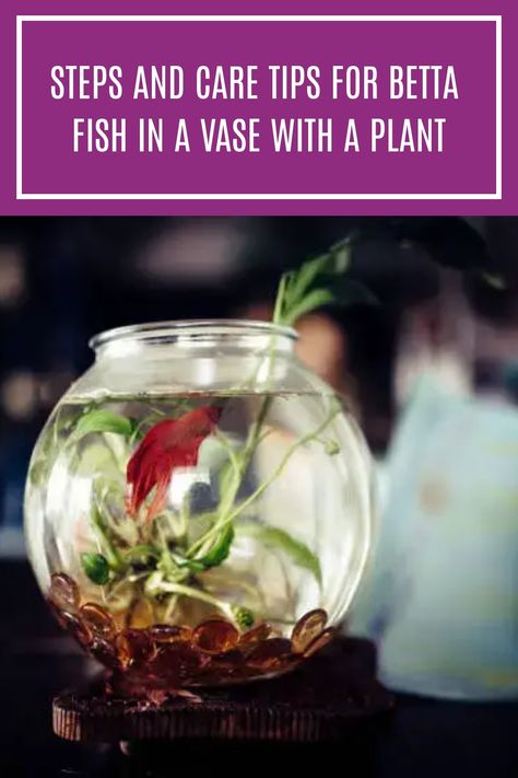 A betta fish can live happily in a vase with a plant with some rocks or gravel for stability and spots for them to hide. This article will guide you with steps and care tips for betta fish in a vase with a plant. #bettafish #freshwaterfish Betta Fish Plant Vase, Plant Fish Bowl, Betta Fish Bowl Ideas, Beta Fish Centerpiece, Betta Fish Bowl, Betta Care, Fish Centerpiece, Peace Plant, Happy Tips