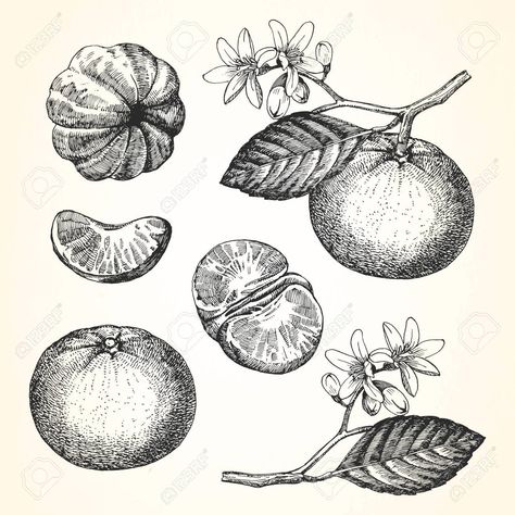 Tangerine Tattoo Black And White, Traditional Fruit Tattoo Black, Orange Tattoo Fruit Black, Clementine Tattoo Black And White, Oranges Sketch, Mandarin Drawing, Fruit Bowl Tattoo, Mandarin Tattoo, Orange Tree Drawing