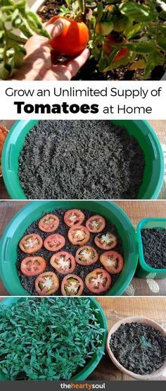 You dont need a green thumb to pull off this super simple gardening hack. You can grow tomatoes at home easily if you know the right tricks - who said a sustainable lifestyle had to be difficult? #Gardens Growing Tomatoes Indoors, Plantarea Legumelor, Lap Pools, Indoor Pools, Grow Tomatoes, نباتات منزلية, Pools Backyard, Signs Diy, Backyard Pools