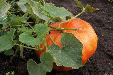 pumpkin Pumpkin Tree, Pumpkin Soup Recipe, Giant Pumpkin, Autumn Magic, Still Life Photos, Orange Recipes, Pumpkin Soup, Food Garden, Tonga