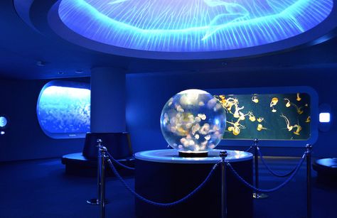 Karma Chameleon, Jellyfish Tank, Travel In Japan, Jellyfish Light, Ocean Conservation, Futuristic Design, Futuristic Architecture, Well Done, Activities To Do