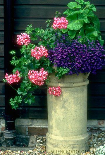 Top Tip: On a Pedestal- make more of your garden ornaments | Old School Garden Chimney Pot Planter, Creative Garden Projects, Old Chimney, Diy Path, Chimney Pots, Path Ideas, Planter Ideas, School Garden, Garden Containers