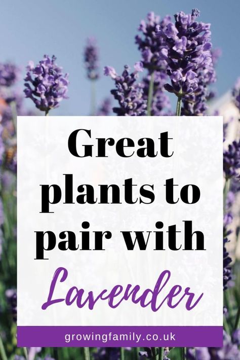 26 best companion plants for lavender in the garden - Growing Family Lavender Companion Plants, Easy Gardening Ideas, Best Companion Plants, Lavender Varieties, Gardening In Containers, Companion Plants, Lavender Garden, English Lavender, English Cottage Garden