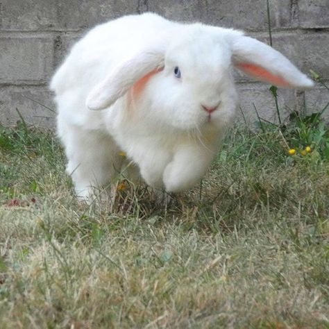 Bunny is getting some exercise! Bunny Running, Bunny Run, Running Bunny, Mini Lop Bunnies, Little Bunny Foo Foo, Somebunny Loves You, Foo Foo, Beautiful Rabbit, Hunny Bunny