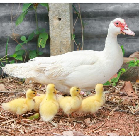 Muscovy ducks Muscovy Ducks, Pekin Duck, Flying Duck, Muscovy Duck, Pet Chicken, Pet Ducks, Backyard Flocks, Amazing Birds, Pet Chickens