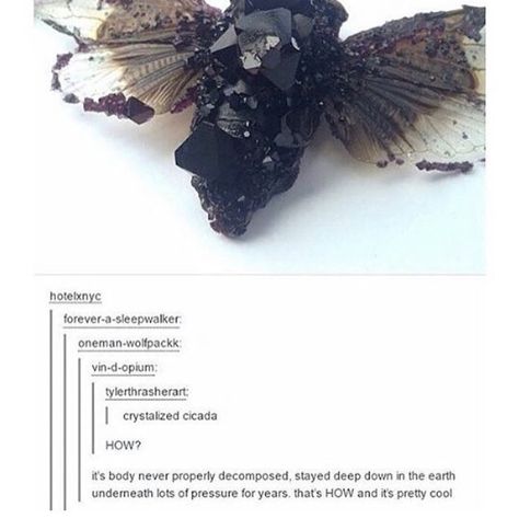 This is gorgeous omg 웃긴 사진, Amazing Animals, Beetles, Cool Stuff, Pics Art, Tumblr Posts, Tumblr Funny, Yule, Pretty Cool