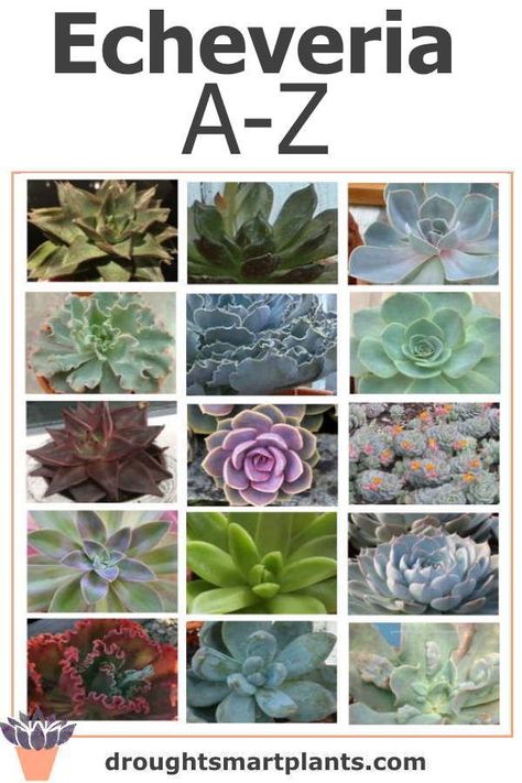 Echeveria List A-Z; see if your favorite variety is here; beautiful and interesting succulent plants... Garden Simple Ideas, Echeveria Afterglow, Echeveria Imbricata, Designing A Garden, Different Types Of Succulents, Succulent Names, Types Of Succulents Plants, Plants Tips, Garden From Scratch