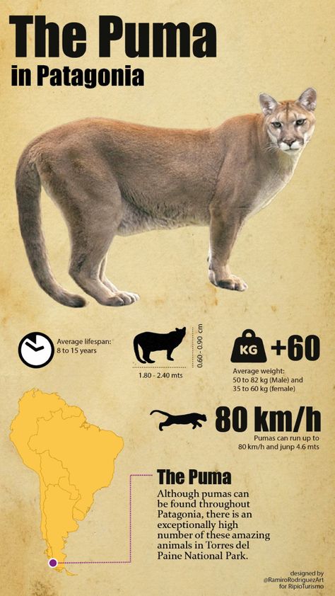 The Puma in Patagonia Puma Animal, Pumas Animal, Torres Del Paine National Park, Animal Movement, Punta Arenas, Mountain Lion, Animal Activities, Zoology, Mini Van