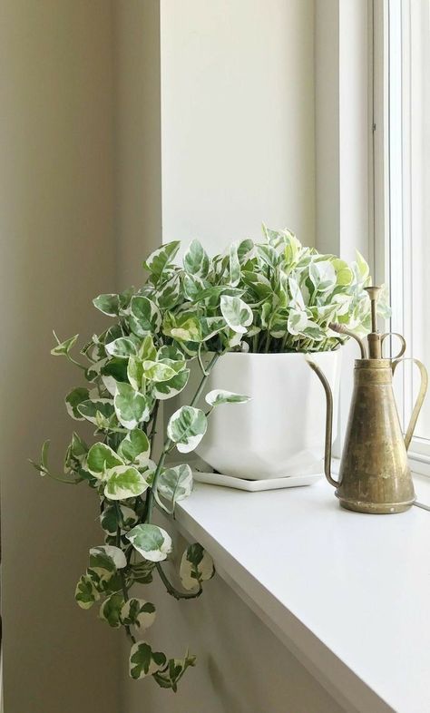 نباتات منزلية, Geometric Planter, Plants Are Friends, Deco Nature, Plant Decor Indoor, Interior Plants, Plant Aesthetic, House Plants Decor, Monstera Plant