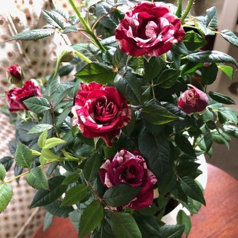 Caring for potted miniature roses | Garden Making Rose Plant Care, Room Plants, Miniature Roses, Growing Fruit Trees, Rose Plant, Rose Care, Roses Garden, Overwintering, Growing Roses