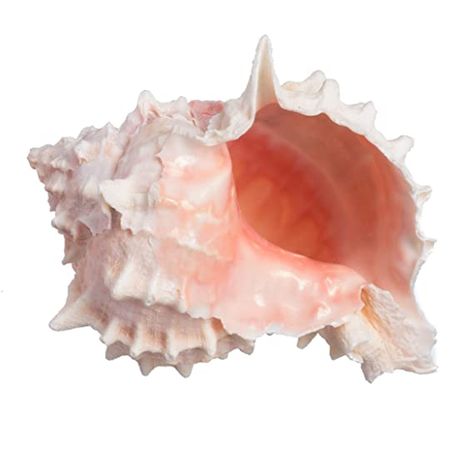 AmazonSmile: Pink Murex Seashell 4" | 1 pc.: Baby Spring Season Art, Ocean Bedding, Murex Shell, Types Of Olives, Pink Seashell, Light Spring Colors, Instagram Projects, Moody Interiors, Sea Colour