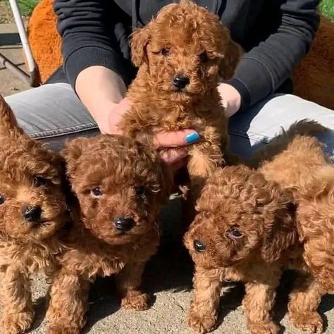 Teacup poodles lovers | I have a male poodle 🐩 puppy for rehoming | Facebook Teddy Bear Poodle, Teacup Poodles, Teacup Poodle Puppies, Teacup Poodle, Parti Poodle, Poodle Puppies For Sale, Tea Cup Poodle, Toy Poodle Puppies, Poodle Puppies