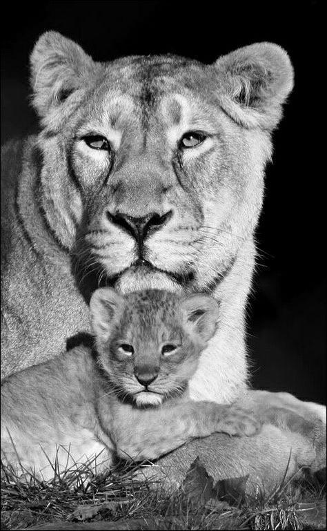 Lioness And Cub Tattoo, Lioness Queen, Lioness And Cubs, Lioness Tattoo, Regnul Animal, Female Lion, Wild Animals Photos, Lion Photography, Lions Photos