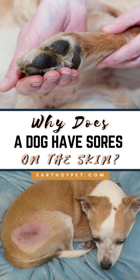 Oftentimes, dog owners use the catchall term “hot spots” to describe skin sores, but hot spots are a specific ailment How To Treat Hot Spots On Dogs, Dog Hot Spot Remedy Diy, Dog Skin Problems Pictures, Hot Spots On Dogs, Dog Hot Spots, Dog Skin Problem, Meds For Dogs, Itchy Dog, Doggy Treats