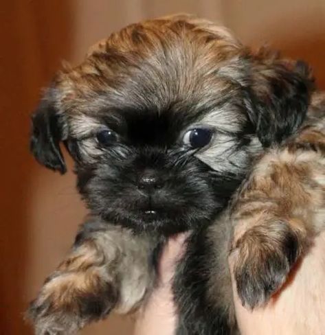 25 Shih Tzus Mixed With Poodle - The Paws Shipoo Dogs, Shitzu Poodle Mix, Shipoo Puppies, Shitzu Poodle, Shih Tzu Poodle Mix, Shih Poo Puppies, Poodle Mix Breeds, Poodle Mix Puppies, Shih Tzu Poodle