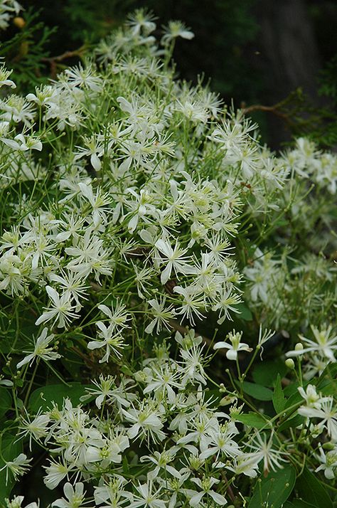 Clematis Paniculata, Biddeford Maine, Sweet Autumn Clematis, Landscape Nursery, Autumn Clematis, Purple Clematis, Clematis Montana, Clematis Plants, White Flower Farm