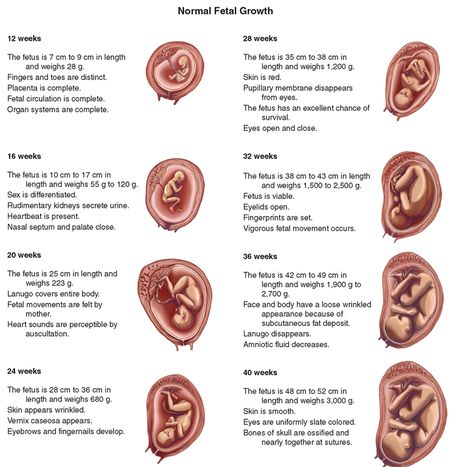 What is the stages of embryo ( fetus ) development ? Stages Of Fetal Development, Stages Of Baby Development, Prenatal Development, Newborn Nursing, Student Midwife, Ob Nursing, Fetal Development, Nursing School Notes, Nursing Tips