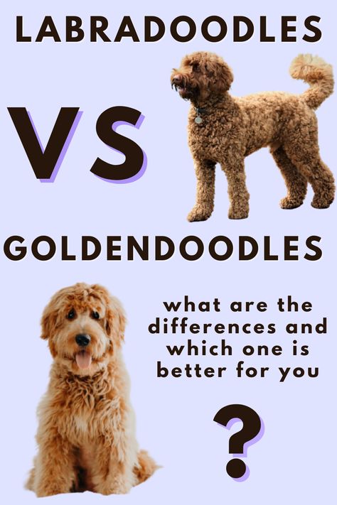 Full Size Goldendoodle, Chocolate Brown Goldendoodle, Golden Doodle Vs Labradoodle, Golden Poodle Puppy, Golden Labradoodle Puppy, Golden Doodle Long Hair, Goldendoodle Medium Size, Golden Doodle Colors, Long Haired Golden Doodle