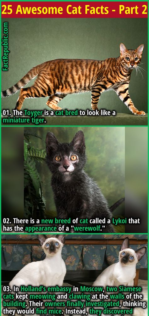 1. The Toyger is a cat bred to look like a miniature tiger. Cats In Food, Crazy Animal Facts, Cat Facts Funny, Toyger Kitten, Adopting A Kitten, Weird Cats, Cat Questions, Science Cat, Toyger Cat