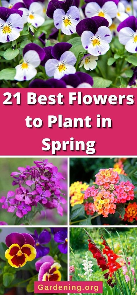 21 Best Flowers to Plant in Spring Best Flowers To Plant In Spring, Flowers To Plant In Spring, Snapdragon Flowers, Flowers To Plant, Diy Compost, Beginning Of Spring, Best Flowers, Plant Diseases, Spring Plants