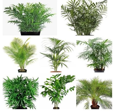 Palms are excellent indoor plants which add an exotic feel in any space. They come in a range of leaf types, sizes and growth habits. Lady Palm Plant, Palm Varieties, Indoor Palm Plants, Pygmy Date Palm, Palm Tree Types, Leaf Types, Parlour Palm, Indoor Palm, Lady Palm