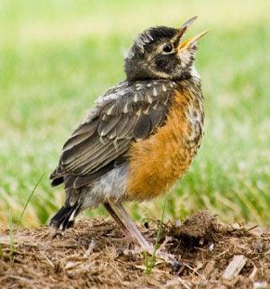 Nature, Baby Robin, American Robin, Robin Bird, Kinds Of Birds, Baby Bird, Backyard Birds, Pretty Birds, Bird Photo