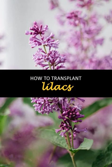 How to transplant lilacs | ShunCy - Love the green Propagating Lilacs, How To Trim Lilac Bushes, How To Trim A Lilac Bush, Propagate Lilac Bush From Cuttings, Transplanting Lilac Bush, Transplant Lilac Bush, Lilac Bushes, Replant, Wild Food