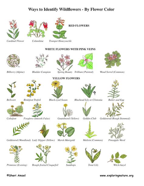 Herb Identification Chart, Flower Identification Chart, Herb Foraging, Plant Identification Chart, Wildflower Identification, Identifying Plants, Montana Wildflowers, Hedge Witchcraft, British Wildflowers