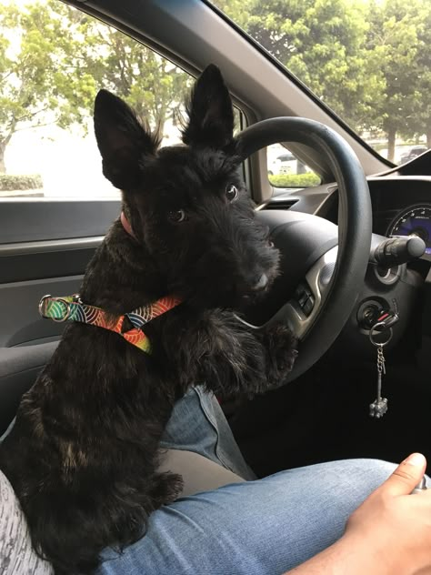 Scottie Puppies, Scottish Terrier Puppy, Scottie Terrier, Scottie Dogs, Scottish Terriers, Silly Dogs, Baby Puppies, Dog Images, Scottish Terrier