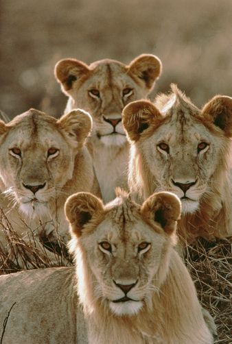 Serengeti National Park, African Lion, Cheetahs, Animal Planet, Exotic Pets, Nature Animals, Beautiful Cats, 귀여운 동물, Animals Friends