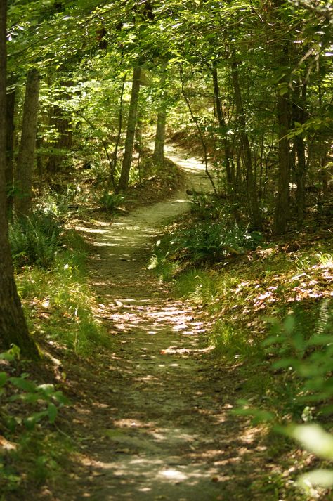 As The Crow Flies, Forest Path, The Crow, Walk In The Woods, Forest Landscape, Nature Aesthetic, Pretty Places, Fantasy Landscape, Nature Pictures