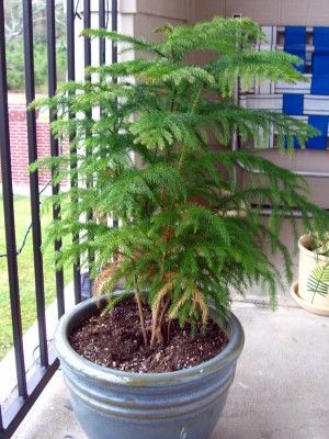 Norfolk Pine Care Indoors: Tips For Care Of A Norfolk Island Pine Plant Indoor Evergreen Plants, Norfolk Pine Care, Magnolia Magazine, Witchy Plants, Norfolk Island Pine, Small Pine Trees, Norfolk Pine, Live Christmas Trees, Norfolk Island