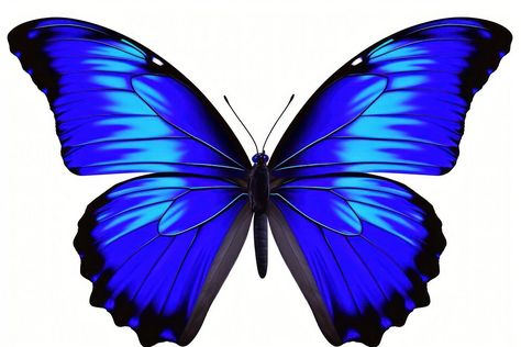 Butterfly animal insect white background. | free image by rawpixel.com / Baifern Image Of Butterfly, Background Butterfly, Butterfly Animal, Background Background, Purple Butterfly, Download Free Images, Free Image, Insects, Butterflies