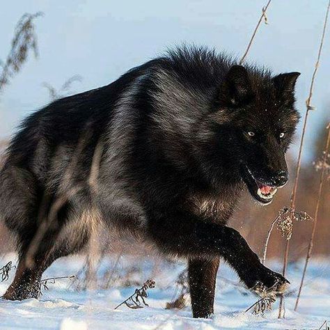 Timber Wolf Regard Animal, Wolf Running, Wolf Hybrid, Wolf Photography, Wolf Photos, Timber Wolf, Wolf Love, Wild Wolf, Wolf Pictures